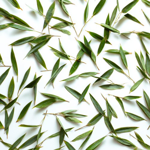 Scattered bamboo leaves, white background --ar 1:1 --v 7 --stylize 100