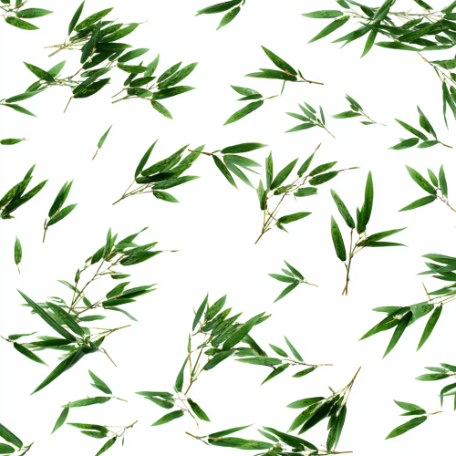 Scattered bamboo leaves, white background --ar 1:1 --v 7 --stylize 100