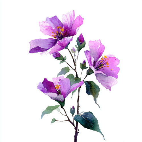 Fusang flower, watercolor hand drawn, purple, white background --ar 1:1 --v 7 --stylize 100